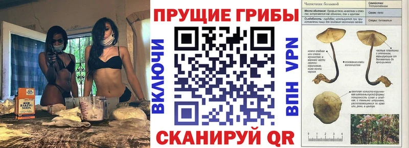 Купить где  Гагарин  Псилоцибиновые грибы мицелий 